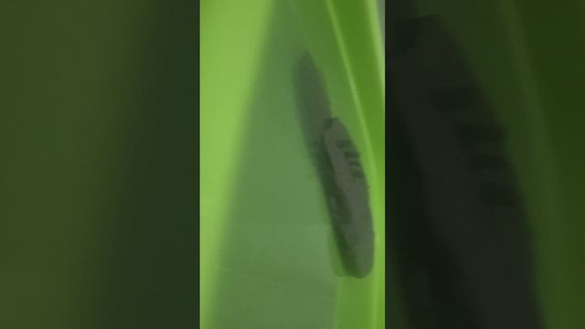 Потоп титаника