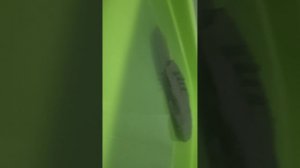 Потоп титаника