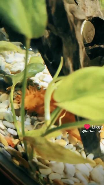 Еще больше видео есть в Likee Https://l.likee.video/p/VEvn0S