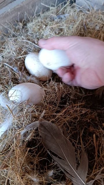 Гуси 🪿 на прогулке, яйца 🥚 в гнезде 🪺