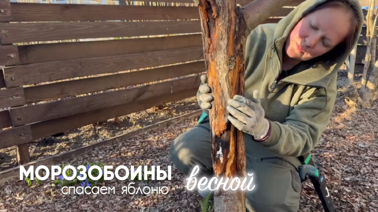 Трещины на стволе? Спасаем деревья от морозобоин!