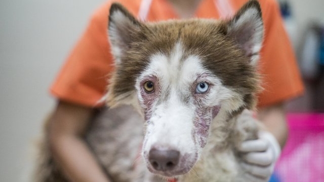 Он был очень истощён и местами остался без шерсти из-за болезни