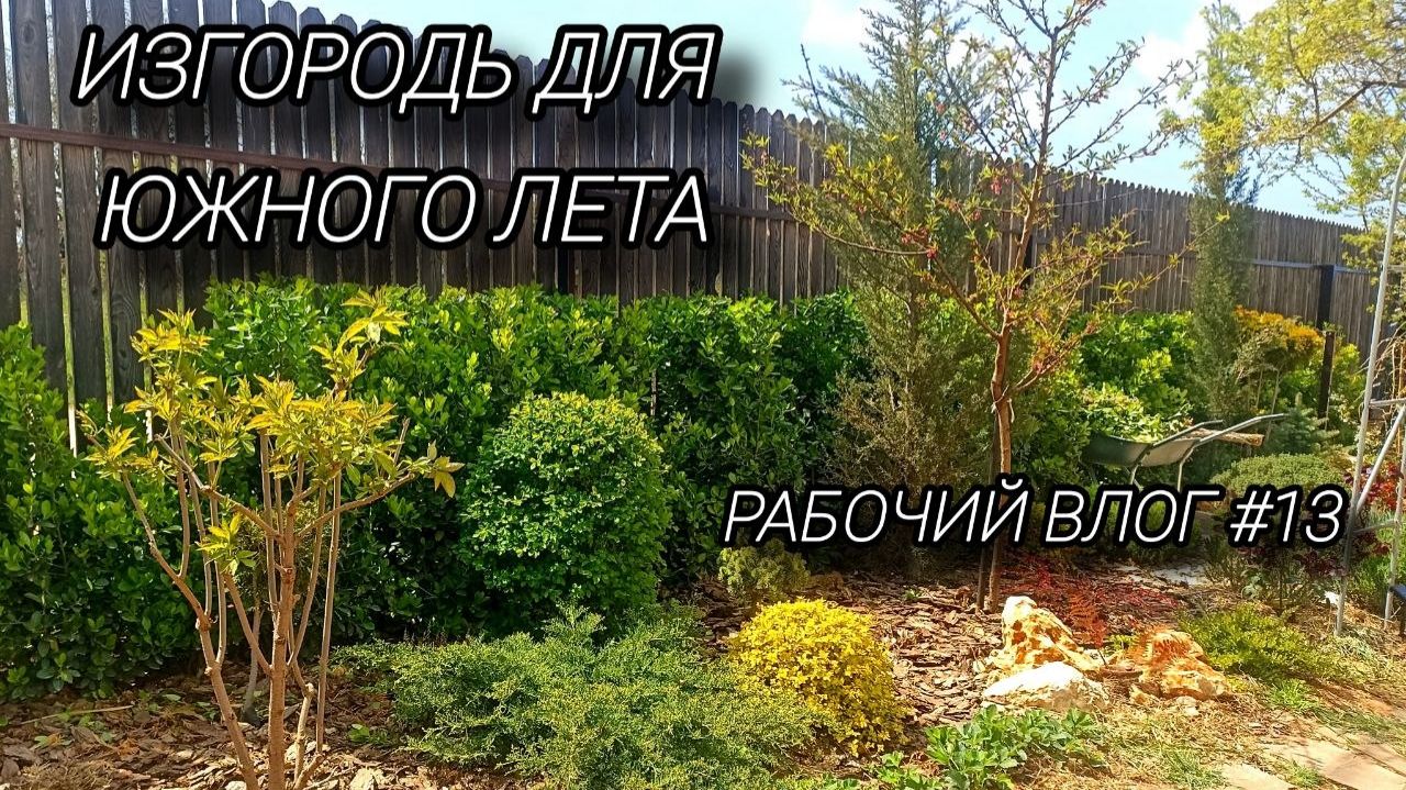 Стрижка вечнозеленой изгороди. Снова хвойная потеря в саду или находка_