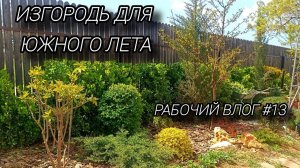 Стрижка вечнозеленой изгороди. Снова хвойная потеря в саду или находка_