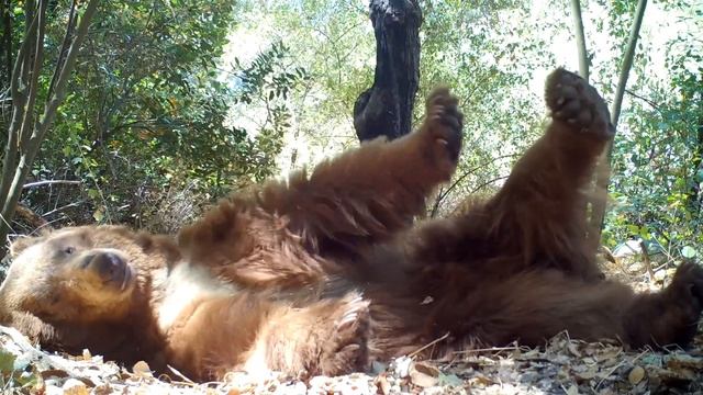 ЛУЧШИЙ топтышкин день