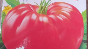 Помидоры на старте: какие сорта я выбрала в этом году