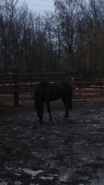 У Рокас Вэлл выходной, просит дать ему сахарок.