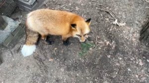 Лиса-Алиса. Прогулка с лисой и собаками