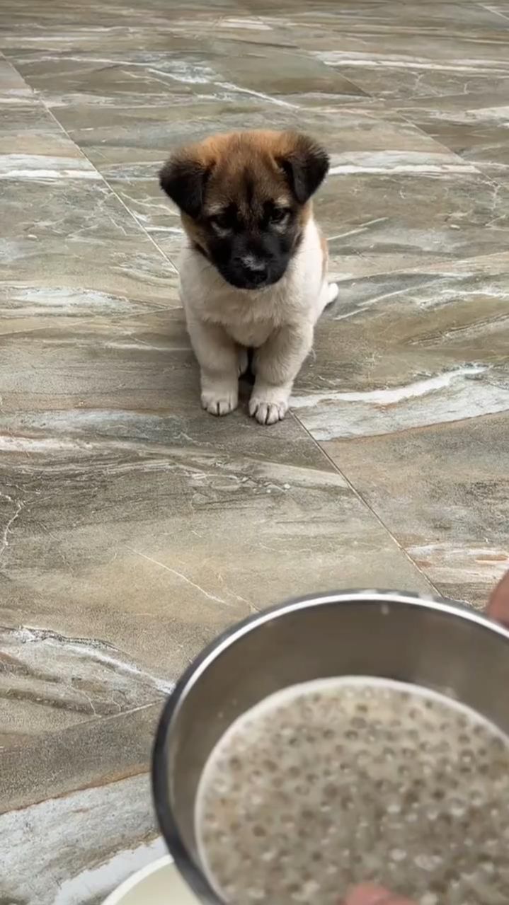 🐶🐾 Нейровидео: «Нерешительный и скромный щенок»