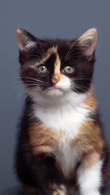 От мелкого комочка до матерого котяры