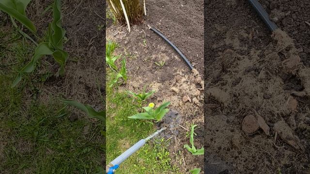 тюльпаны подкормка кальциевая селитра 20 апреля #теплица #дача #садоводничество #огород #уходзатепли