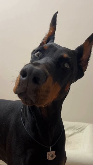 СВЯТЫЕ ЯБЛОКИ🪽