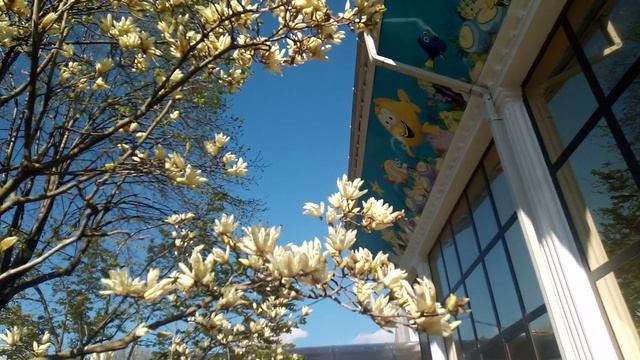 В краю магнолий плещет море...