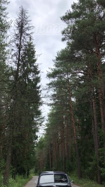 #лес #авто #победа #газм20 #ретро #shorts