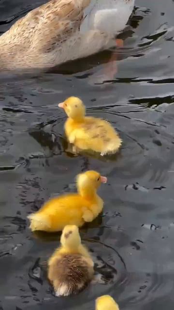 Видео от МЯУтаверс – как метавселенная, но с котами