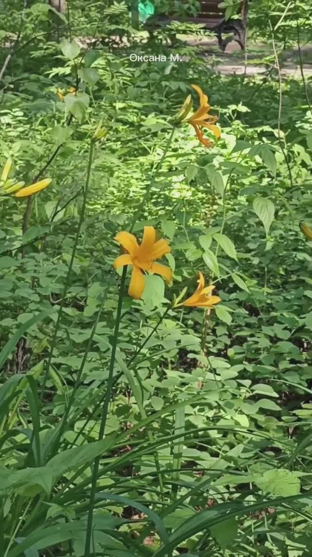 Сахалинские зарисовки 1 часть.mp4