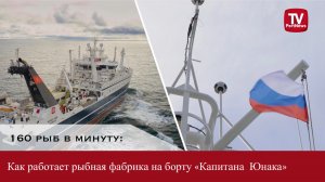 160 рыб в минуту: как работает рыбная фабрика на борту «Капитана Юнака»