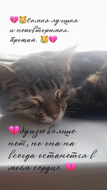 Кошка 05.04.26.