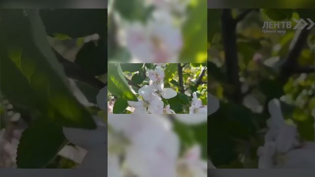 Как распознать симптомы аллергии?