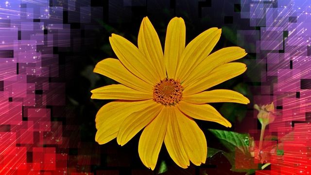 Футаж. Цветочный фон 257