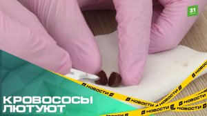Кровососы лютуют. На Южном Урале уже больше 600 человек пострадали от укусов клещей