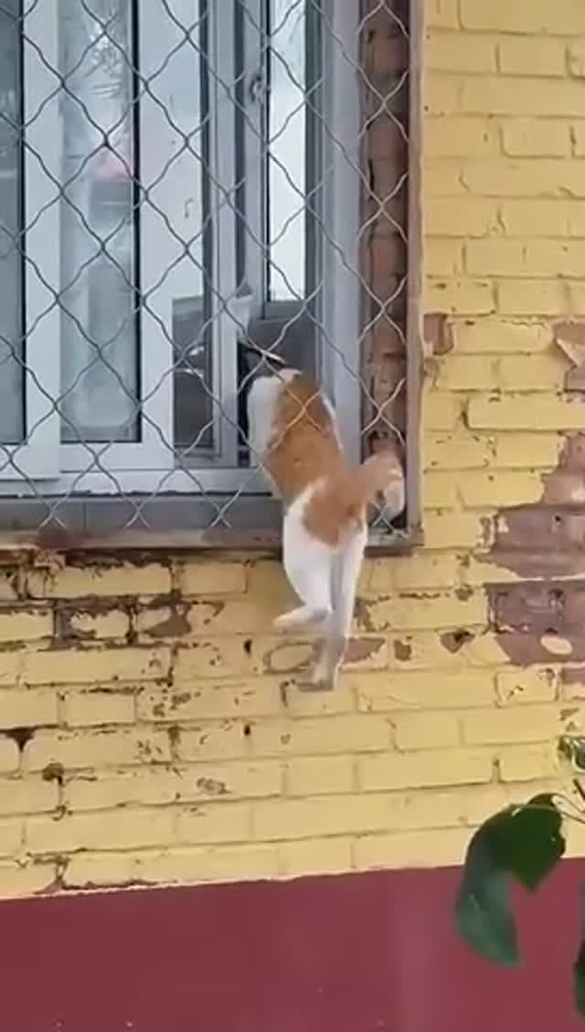 На самом деле все коты жидкие и резиновые 😼