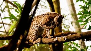 Релаксация, медитация, улучшение сна, снятие стресса, фон для работы и учебы, йога. ॐ🙏🧘♀️