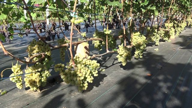 Виноград Лакхеди Мезеш 2024г. Кусту 3й год, 4 рукава, 12 м., +/- 40кг., Br 22.