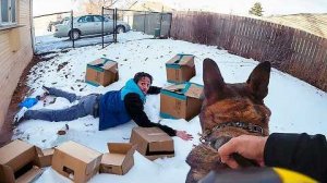 КУРЬЕРЫ ПРОТИВ ЖИВОТНЫХ. КОГДА ВСЁ ПОШЛО НЕ ПО ПЛАНУ