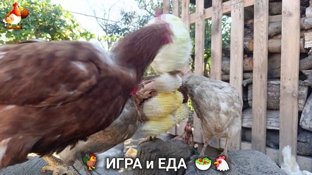 Кормление кур овощами и фруктами для зарядки и от скуки 🥗🐓🤗  (87)