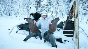 НАРЕЗКА ИЗ ОХОТЫ 2025-2026 / ВОЛК, ЛИСА БОРОВАЯ ПТИЦА.