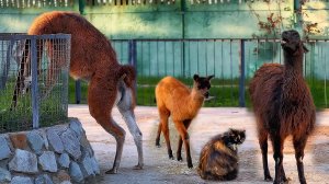 Лама на заборе — что он делает? Милый ламенок 🦙 пугает кошку🙀 ! Забавные будни лам