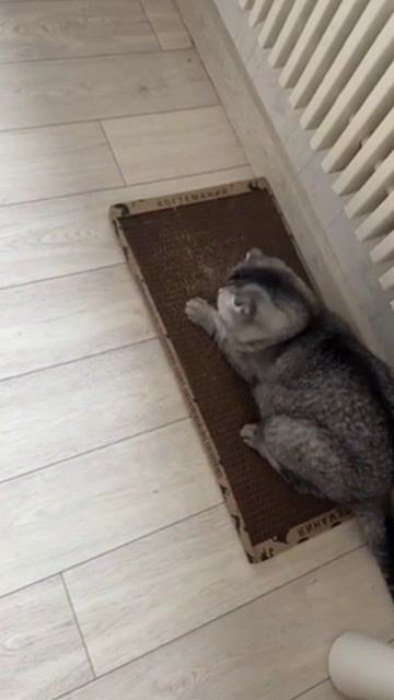 Лучшая чудо-когтеточка!❤️