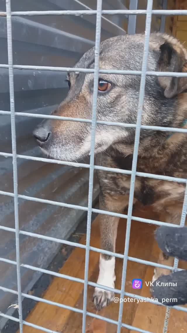 СОТВОРИТЕ ЧУДО ДЛЯ НЮСЕНЬКИ, ПРИЮТИТЕ🙏🙏🙏