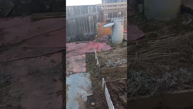 Ранняя весна,листья уже прорезаются