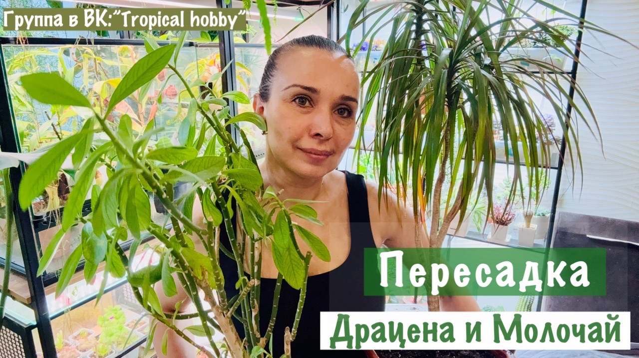 Мои будни. Пересадка драцены и молочая🌱