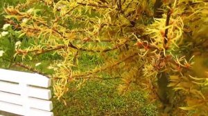 КАК ОПРЕДЕЛИТЬ ЧЕМ БОЛЕЮТ И ЧЕМ ЛЕЧИТЬ ДЕРЕВЬЯ. #ВиталийОрех #Виталий7соток