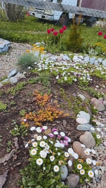 Апрель в саду:деревья в цвету.