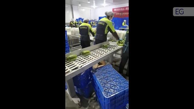 Автоматический упаковщик в пищевую плёнку Elixa 35