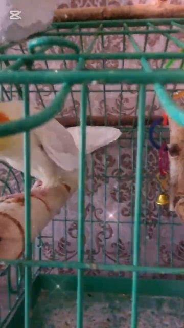 Пришла к доче, проведать её попугаев.