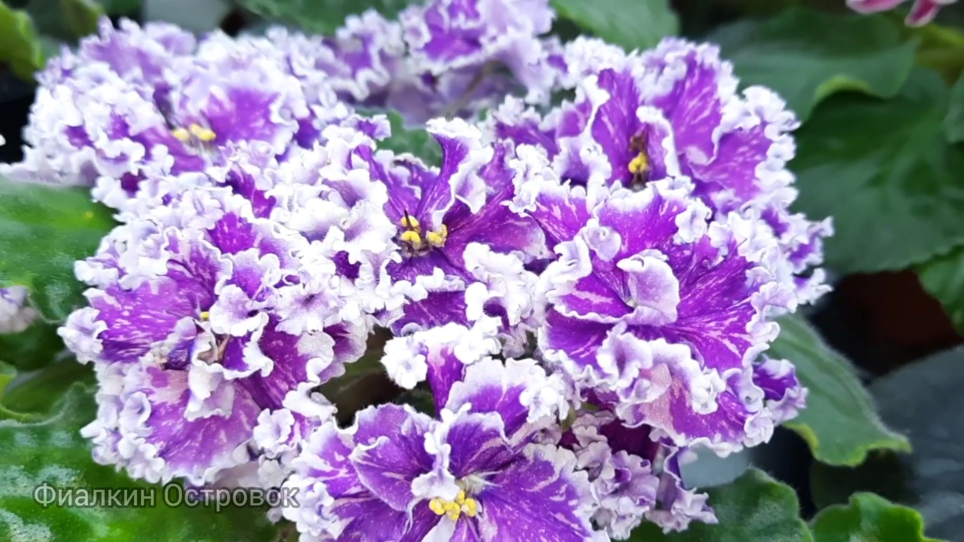 Немного цветущих фиалок, сорта селекции АВ -  🌷