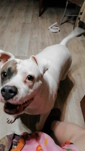 Руна хочет гулять срочно