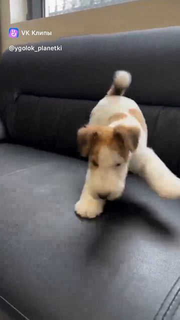 смешной песик