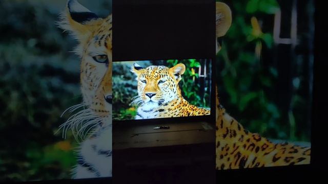 Смарт телевизор UD 55GU6210