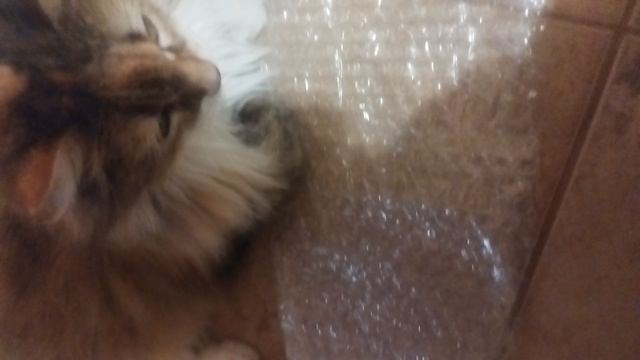 Люся поп ит