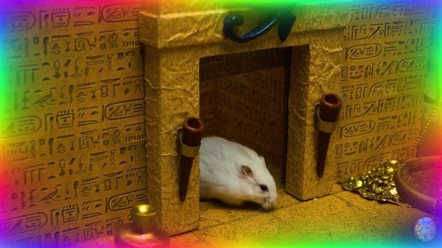  Эти хомячки могут быть умнее чем вы думаете! Испытание в лабиринте. 4 часть