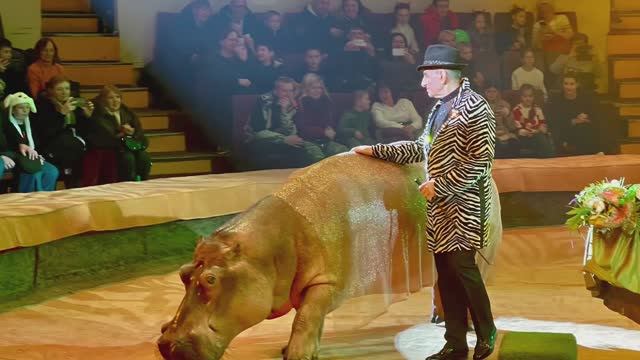 Жаркие тропики. Экзотические животные на арене цирка.