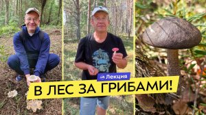 Грибные места. Как читать лес и находить их? Как правильно собирать грибы?