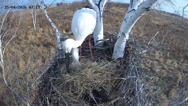Аисты Амур и Зея. Березовский заказник.
