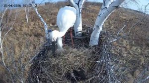 Аисты Амур и Зея. Березовский заказник.